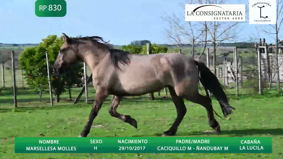 Lote MARSELLESA MOLLES