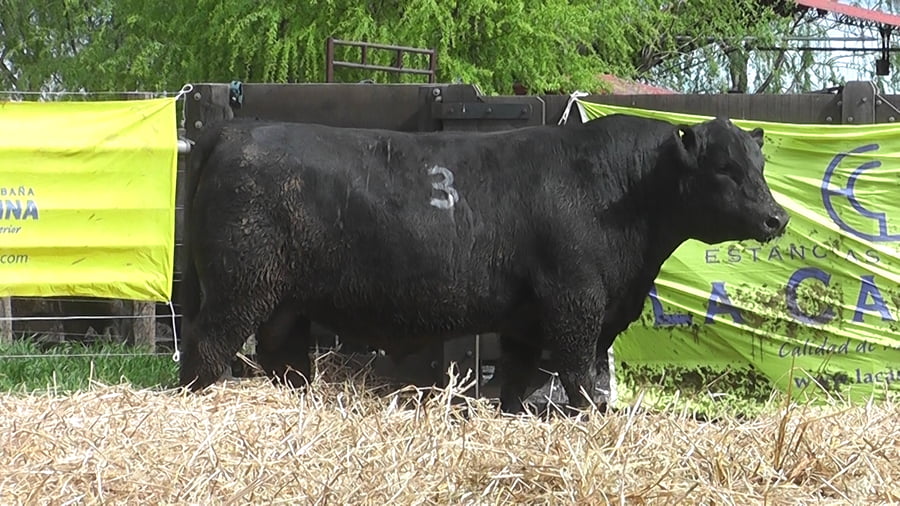 Lote TOROS ANGUS PUROS CONTROLADOS