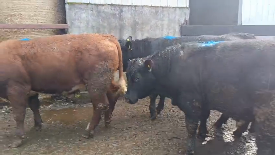 Lote 17 Torete en Futrono, XIV Región Los Ríos