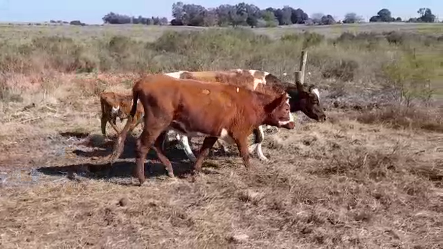 Lote (Vendido)4 Piezas de cría HEREFORD/ NORMANDO a remate en PANTALLA FEDERICO GARLAND en VIBORAS Y VACAS