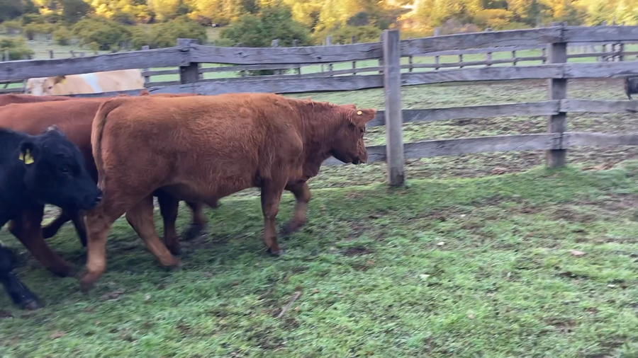 Lote 20 Novillo Engorda en Aysén, XI Región Aysén