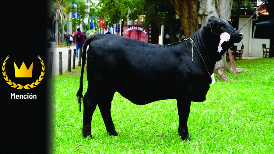 Lote Brangus a Bozal Expo 2022 RP 3218 - Lote 2