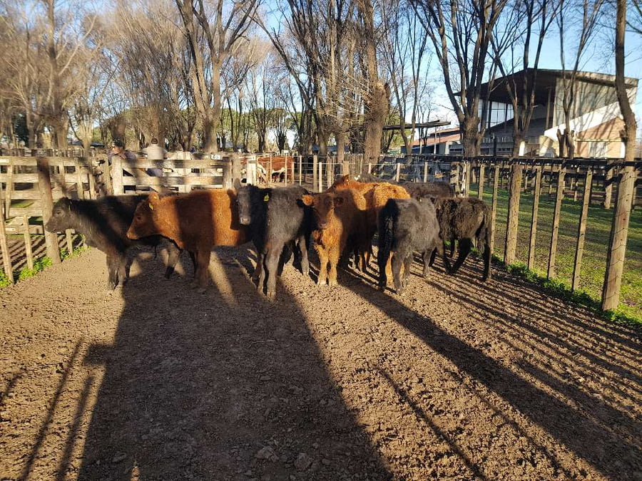 Lote 10 Terneros en Gral. Lamadrid, Buenos Aires