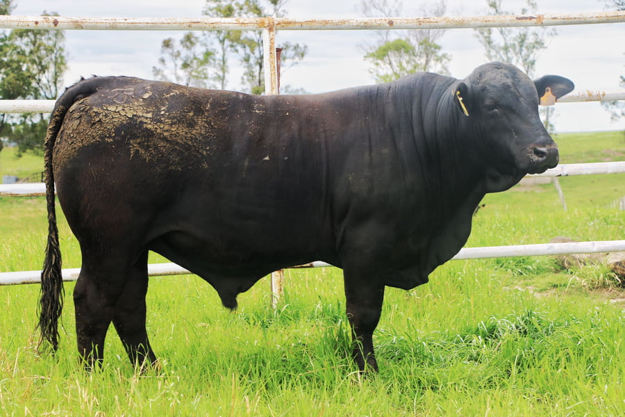 Lote Toros a remate en 14º Nacional Brangus, Tacuarembó