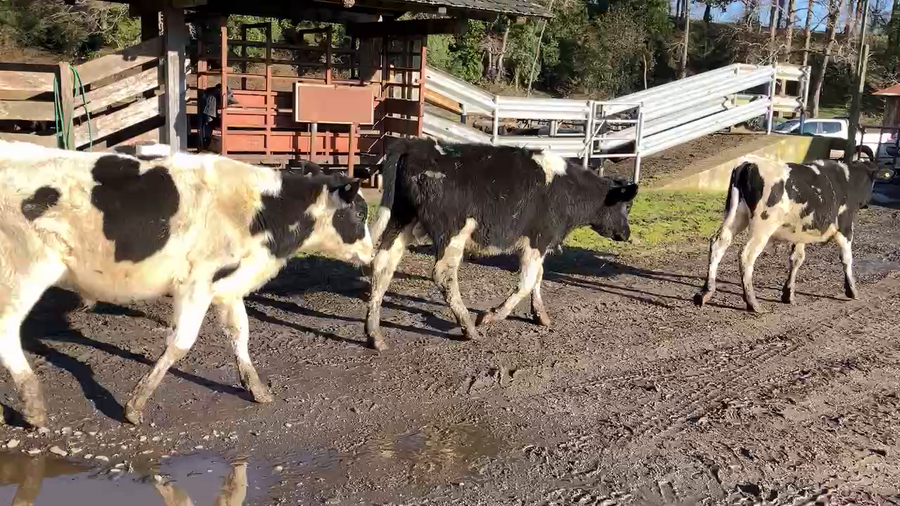 Lote 60 Ternero en Puyehue, X Región Los Lagos