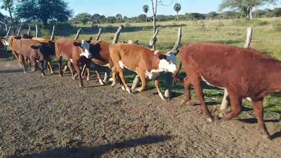Lote 57 Terneros/as