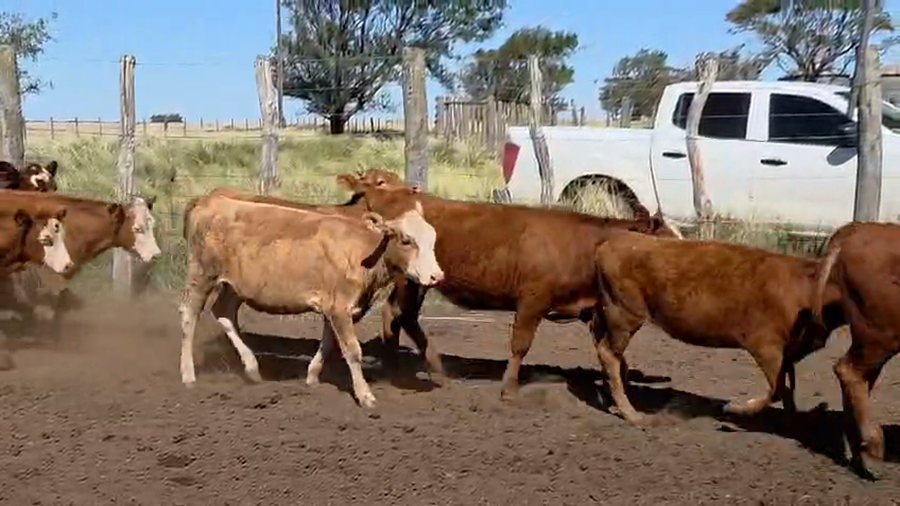 Lote 85 Terneros/as en Darregueira