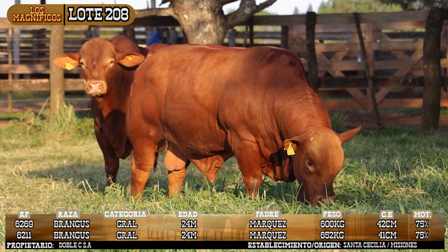 Lote LOTE 208 - VIVO