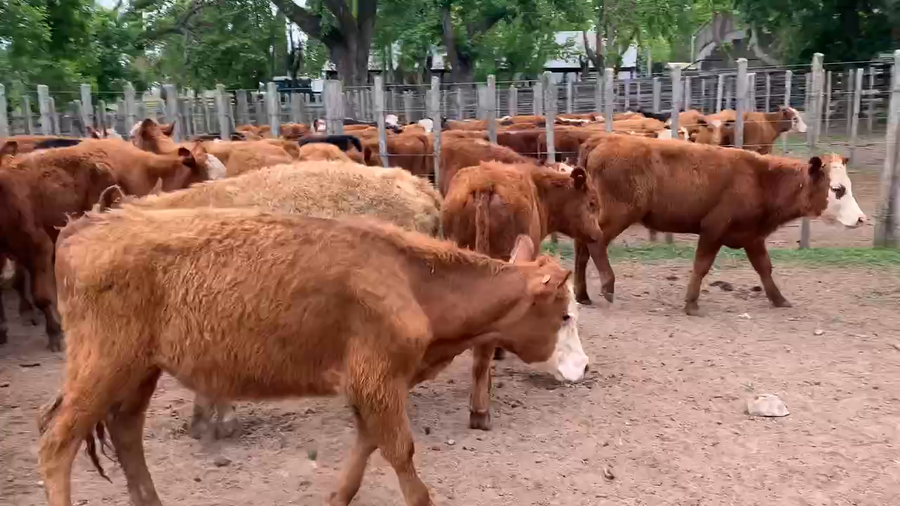 Lote 50 Terneros en Melo, Cerro Largo
