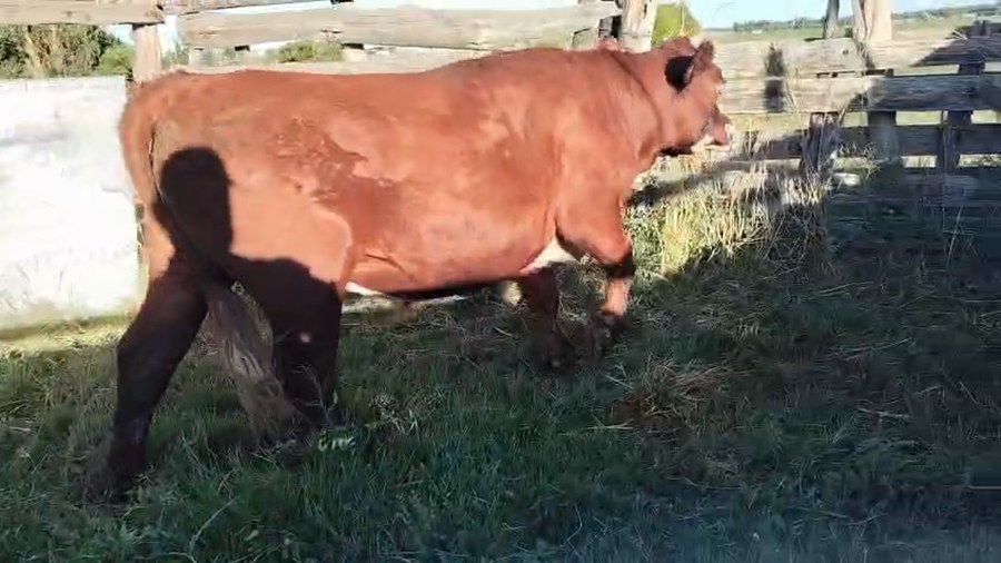 Lote Novillos a remate en Ultima pantalla del año - Escritorio Camy, San José