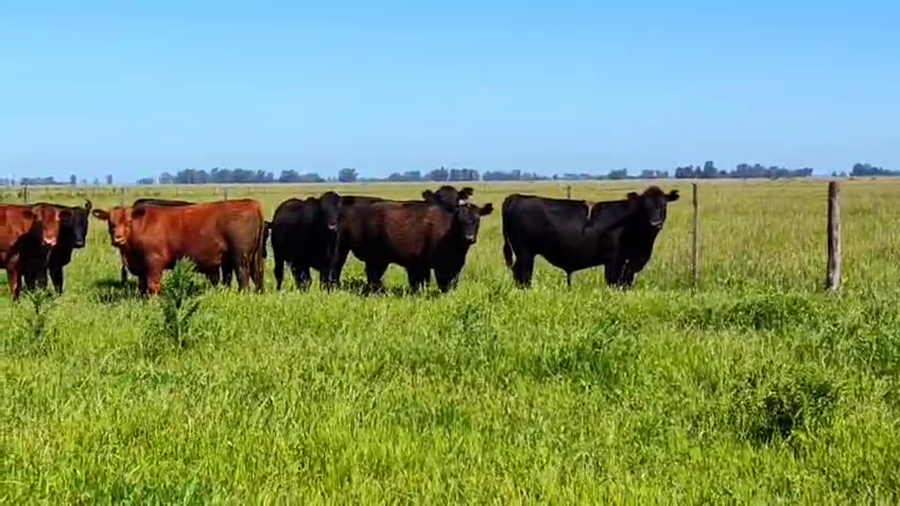 Lote 15 Novillitos en Rauch