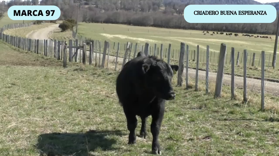 Lote 1 Toro en Coyhaique, XI Región Aysén