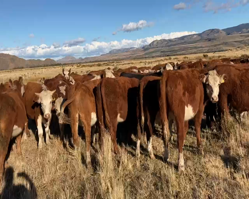 Lote 80 Novillo Engorda en Coyhaique, XI Región Aysén