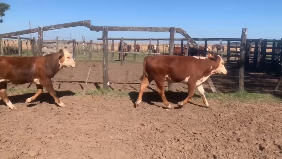 Lote 45 Terneros
