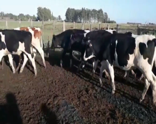 Lote Novillos