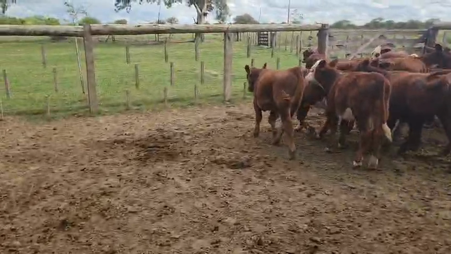 Lote 31 Terneros/as