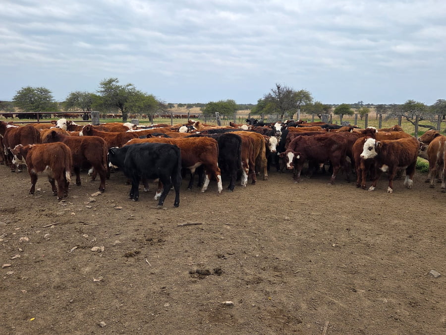 Lote 76 Terneros en Corrientes, Curuzu Cuatia
