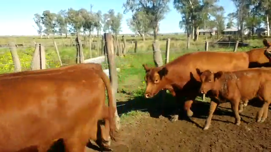 Lote 105 Vaquillonas C/ gtia de preñez en Darregueira, Buenos Aires