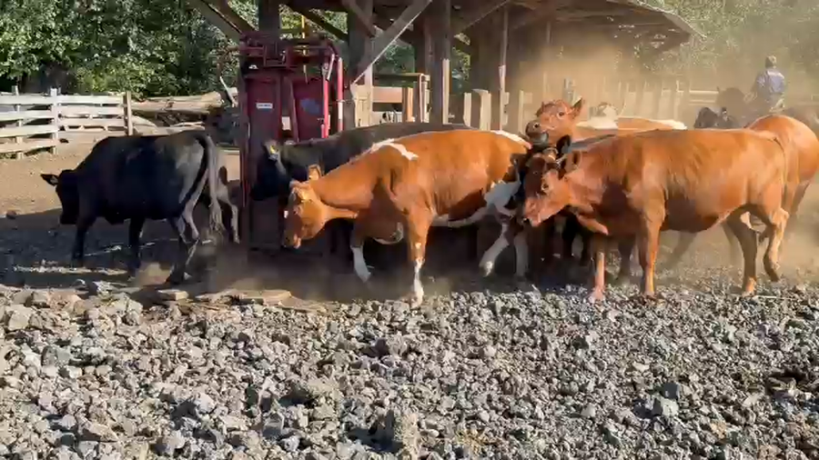 Lote 47 Vaquilla Gorda en Curacautín, IX Región Araucanía