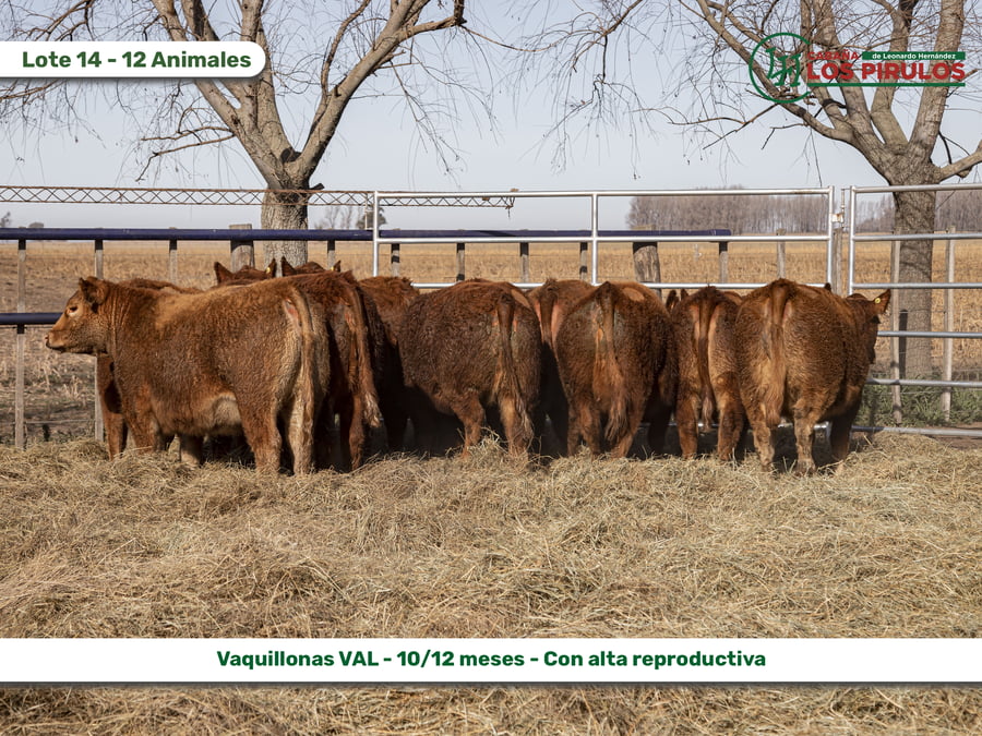Lote VAQUILLONAS V.A.L. (Vientre Aprobado Limangus)