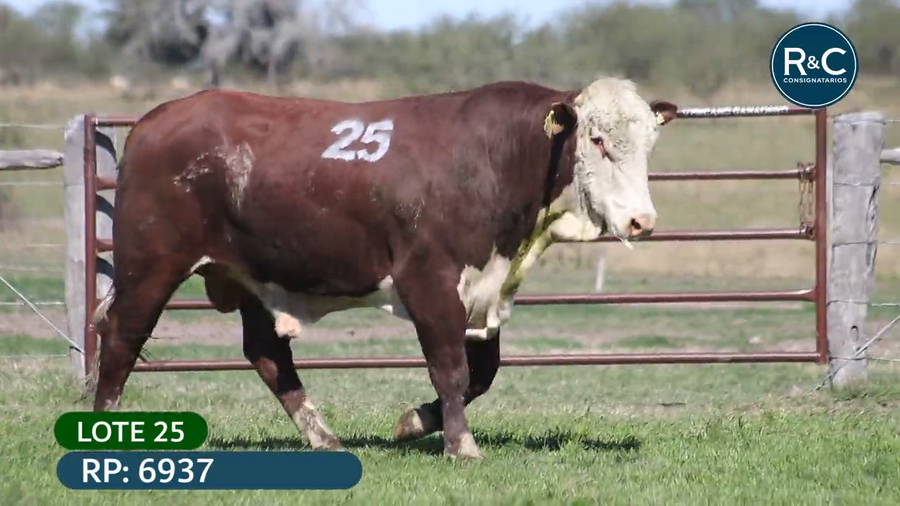 Lote Toros señal 22