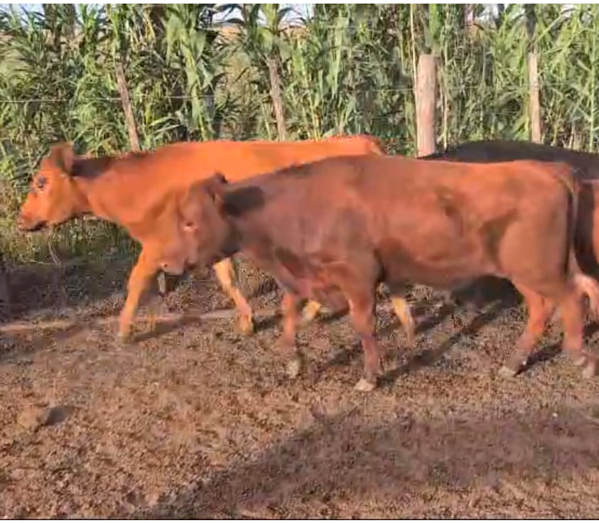 Lote 100 Novillitos y vaquillonas