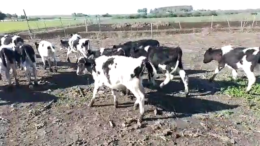 Lote terneros hol 20