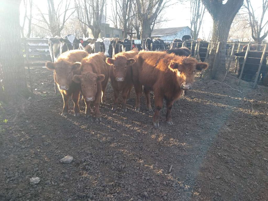 Lote 5 Novillitos en Gral. Lamadrid, Buenos Aires