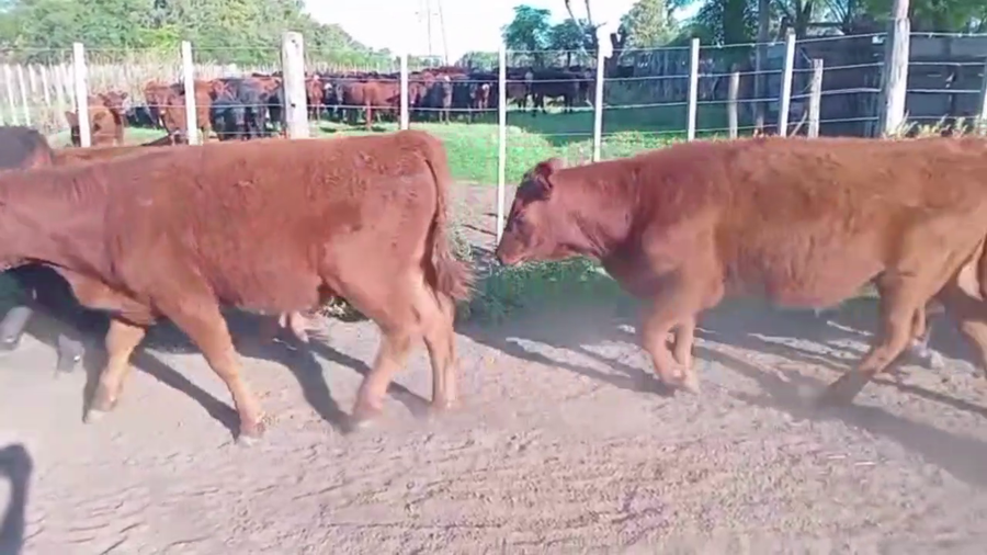 Lote 70 TERNS. MACHOS, CARLOS TEJEDOR, BS. AS.