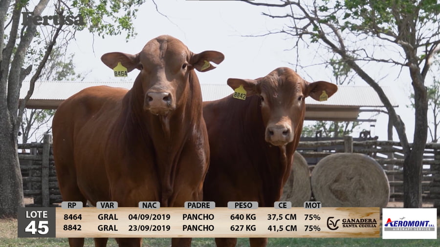 Lote Ganadera Santa Cecilia - Lote 45