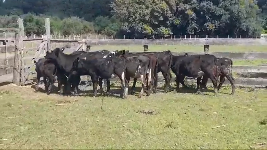 Lote TERNERAS