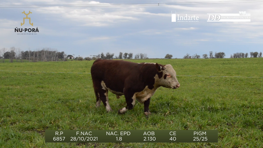 Lote Toros a remate en Remate anual Ñu Porá 2023, Paysandú