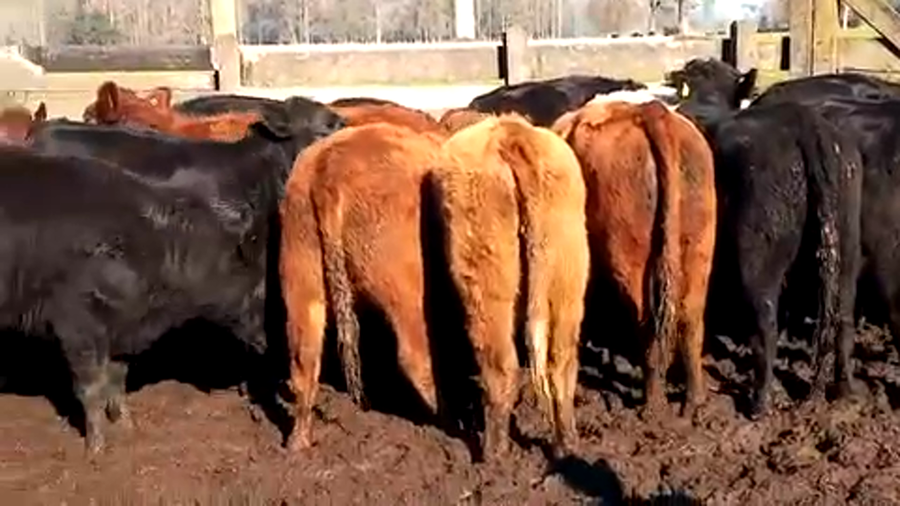 Lote 22 Vaquilla Engorda en XIV Región Los Ríos, Río Bueno