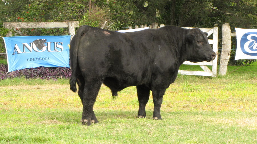 Lote CABAÑA COEMBOTÁ: RP 198