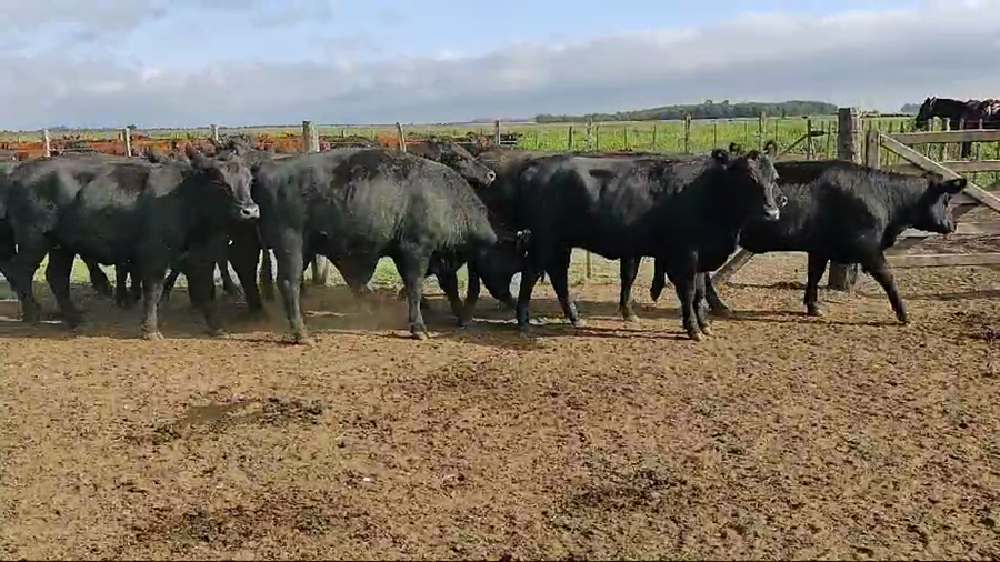 Lote 12 Vaquillonas C/ gtia de preñez en Gral. Belgrano, Buenos Aires