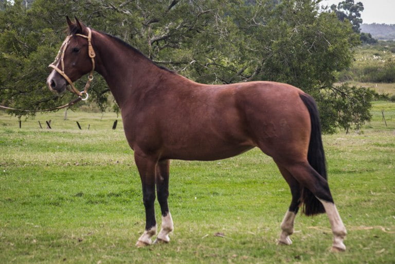 Lote CONSTANCIA RAPIÑA 1698