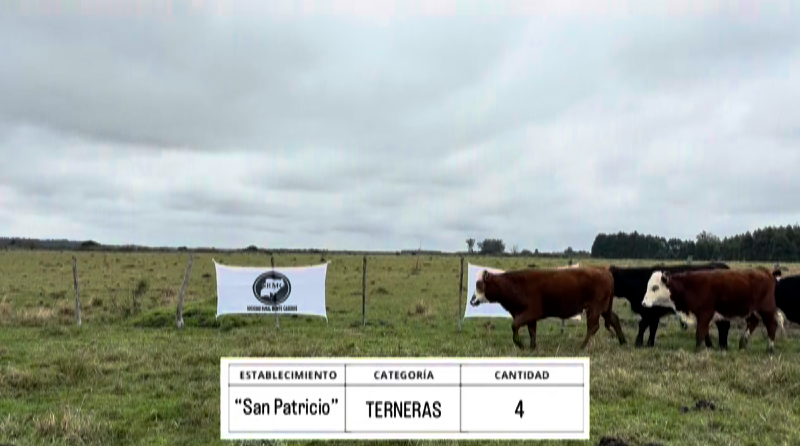 Lote VAQUILLAS PREÑADAS BRAFORD "SAN PATRICIO"