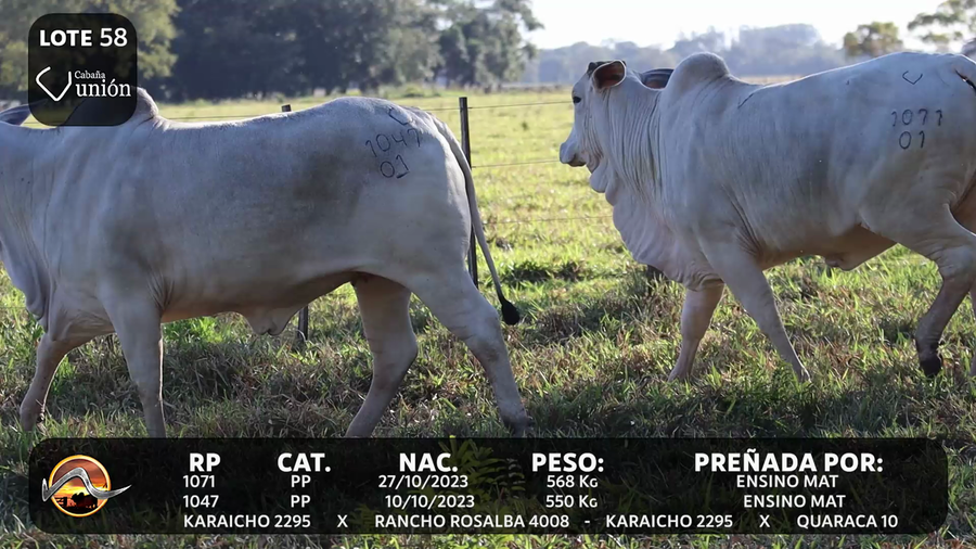Lote LOTE 58