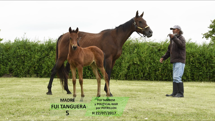 Lote FUI TANGUERA