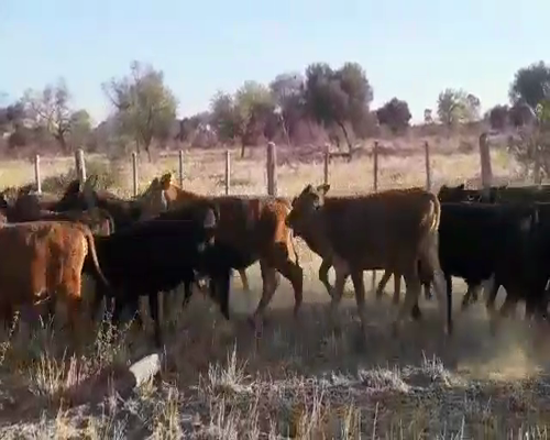 Lote 110 Terneros/as en Tintina, Santiago del Estero