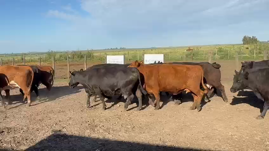 Lote 34 Vaca Exportacion