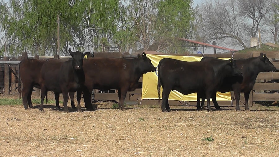 Lote VAQ.  ANGUS NEGRAS PC PREÑADAS PARICION PRIMAVERA