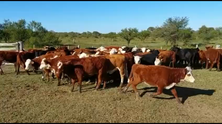 Lote 65 Terneros/as en La Paz, Entre Ríos