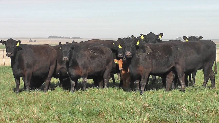 Lote VACAS A. ANGUS NEGRAS P. CONTROLADAS C/ GTIA DE PREÑEZ P. PRIMAVERA