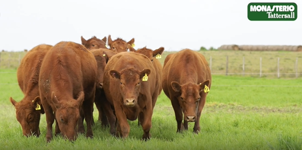 Lote VIENTRES PREÑADOS(CORRAL 33)