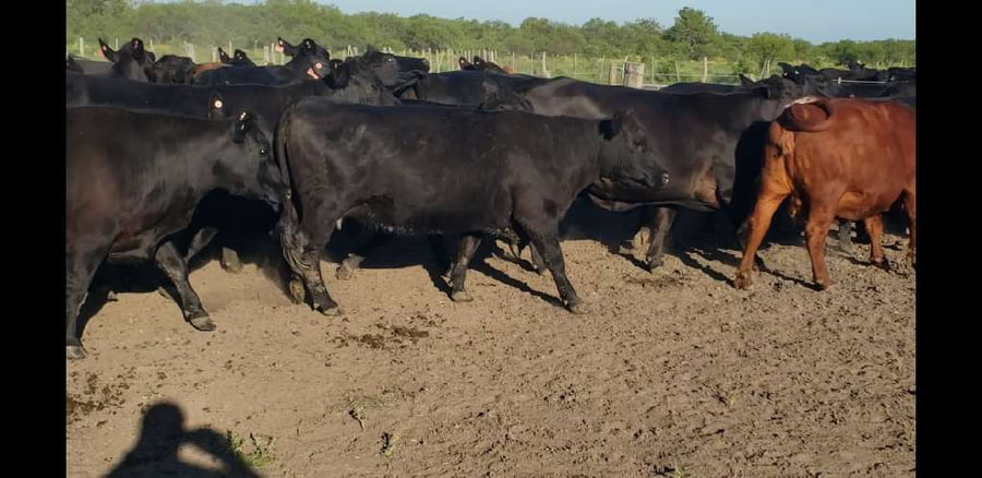 Lote 30 Vacas  en Entre Ríos, Villaguay