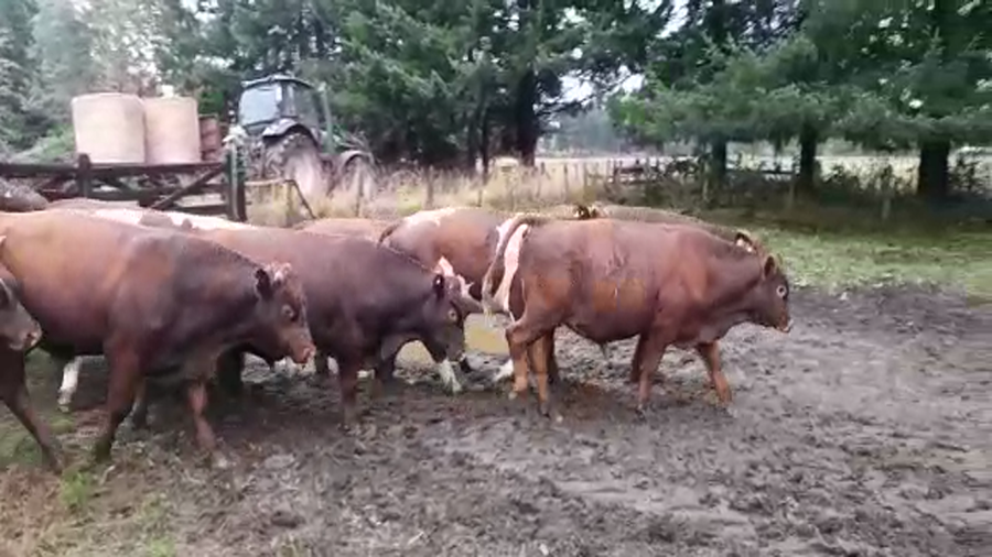 Lote 19 Ternero en Los Lagos, XIV Región Los Ríos