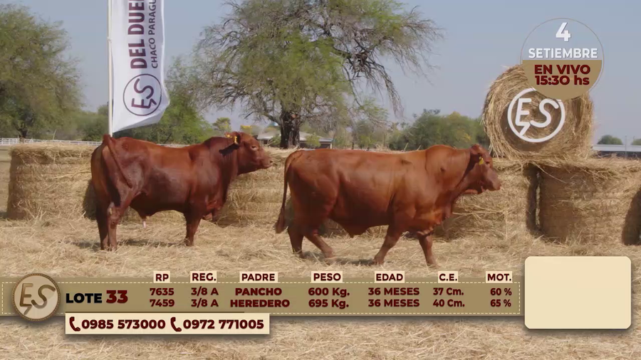 Lote TOROS