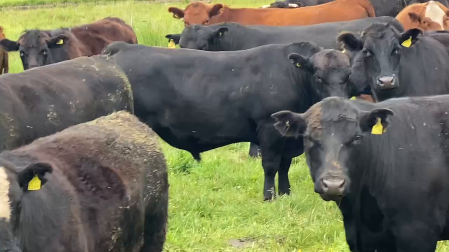 Lote 40 Novillo Gordo en X Región Los Lagos, Puyehue