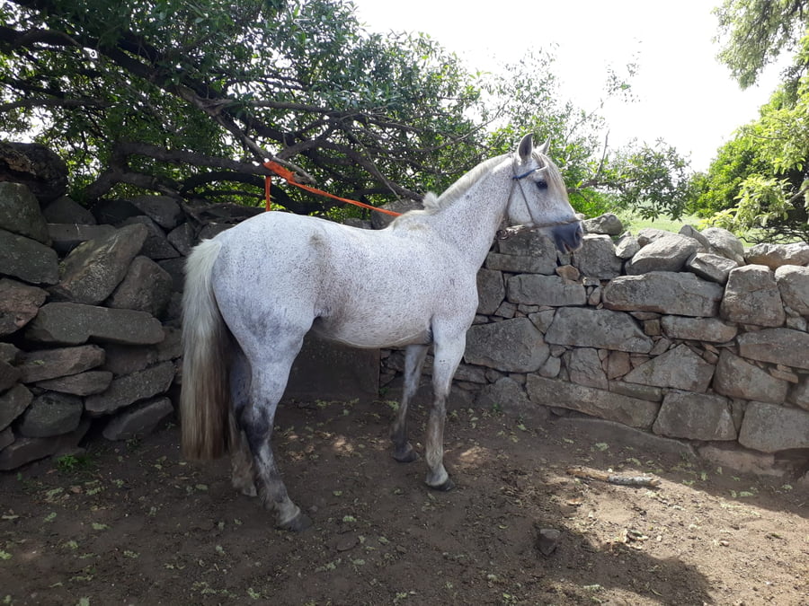 Lote CONFUSA DEL CHAMAME